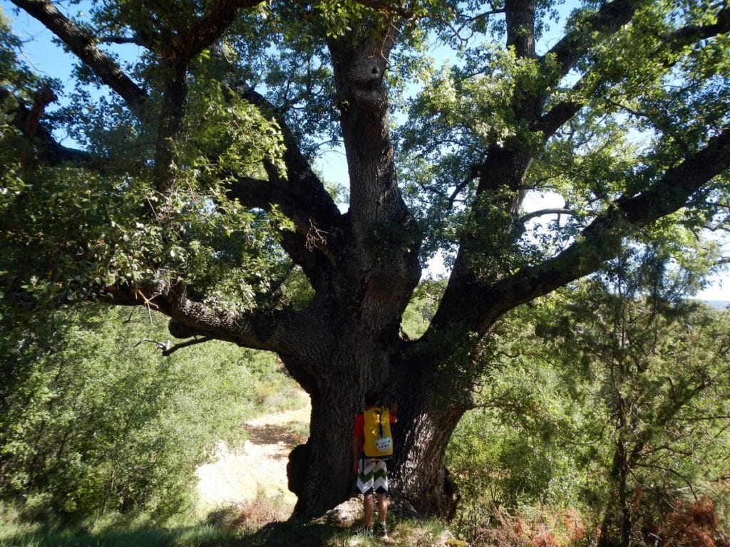 Peonera-Roble-Chene-Pedruel--canyoning-sierra-de-guara