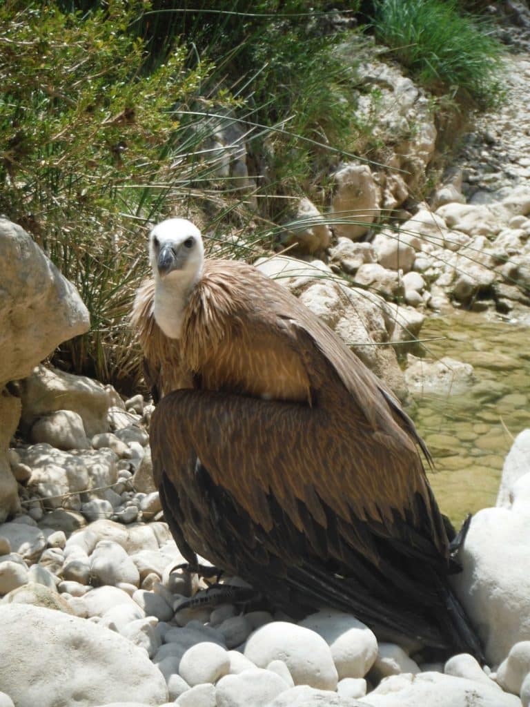 Peonera-inferieur-Vautour--canyoning-sierra-de-guara